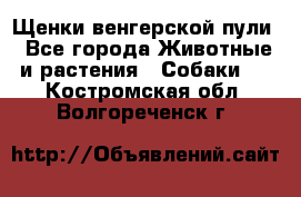 Щенки венгерской пули - Все города Животные и растения » Собаки   . Костромская обл.,Волгореченск г.